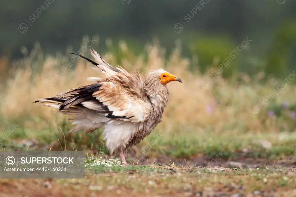 Egyptian vulture shaking its wings after rain Bulga