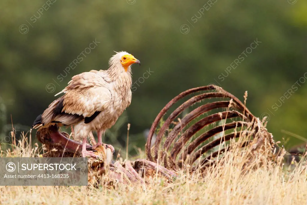 Egyptian vultureperched on a carcass Bulgaria