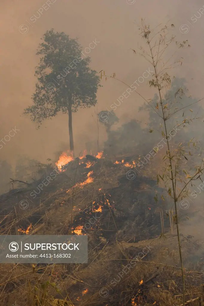 Arson of Forest Bago Burma