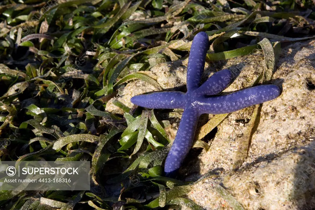 Starfish Blue Messah Pulau Flores Indonesia
