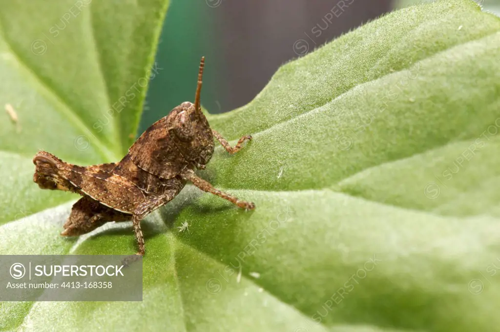 Immature Grasshopper with almost microscopic crickets
