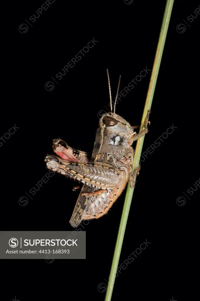 Locust on a stem on black background