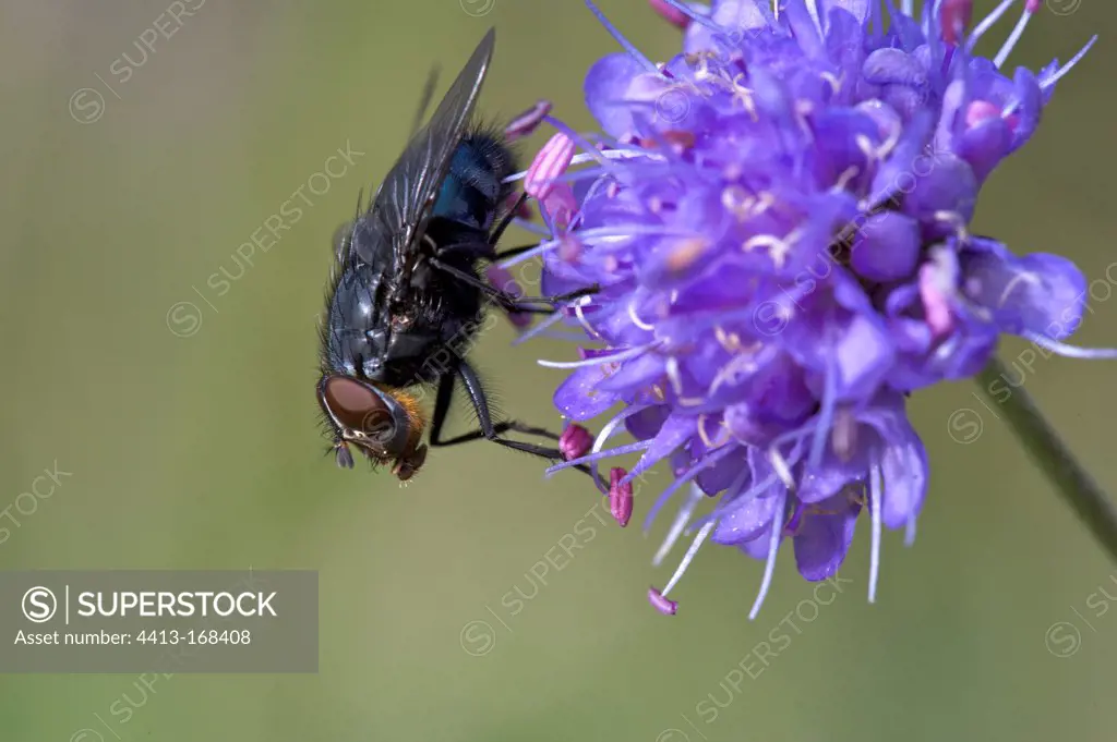 Bluebottle Blow Fly on a flower