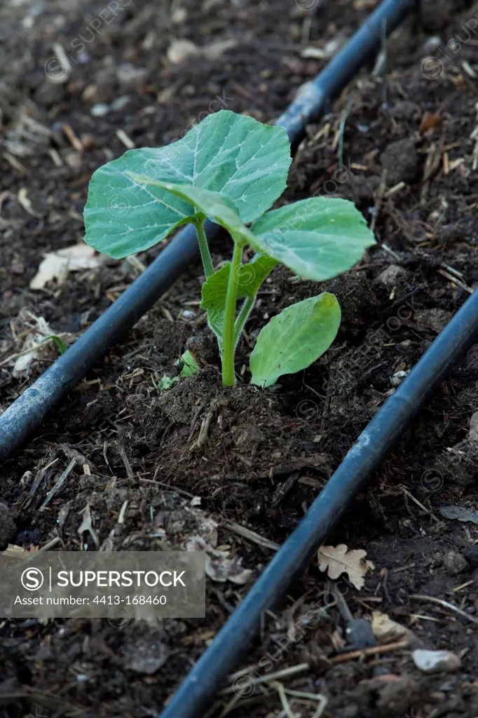 Squash and dropwise watering system in a kitchen garden