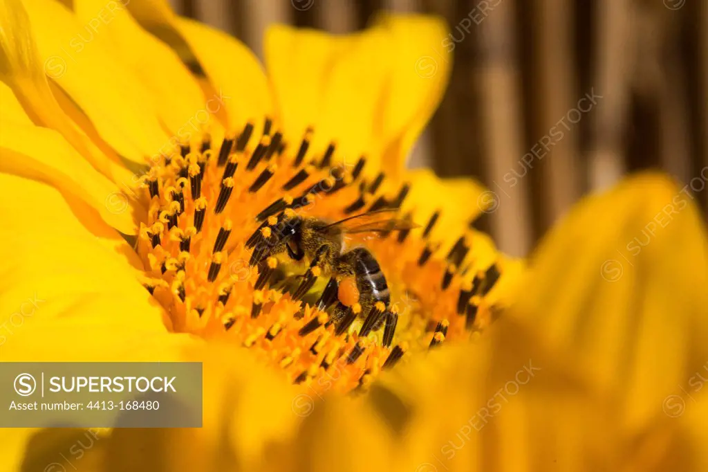 Bee gathering nectar on a sunflower in a garden