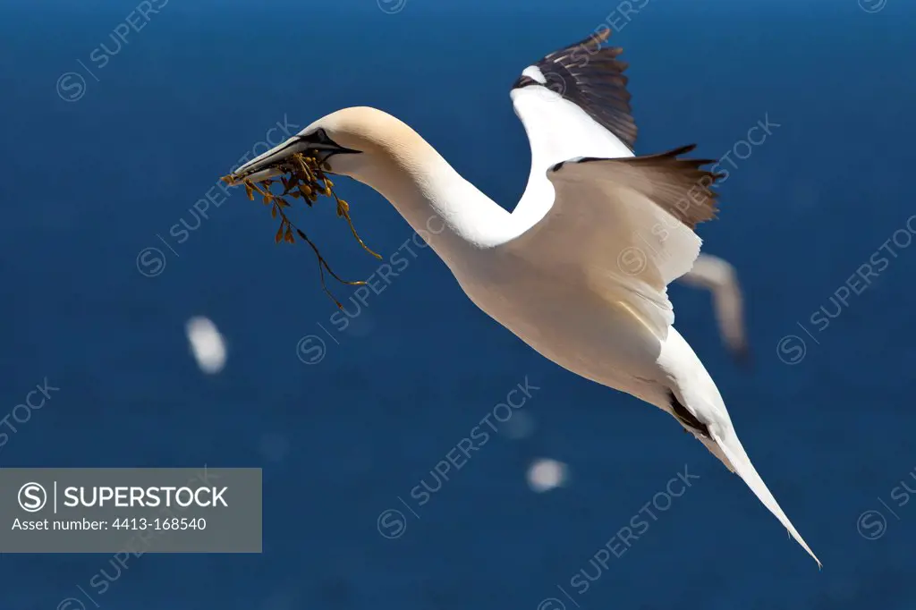 Gannet in flight over the colony Bonaventure island Quebec