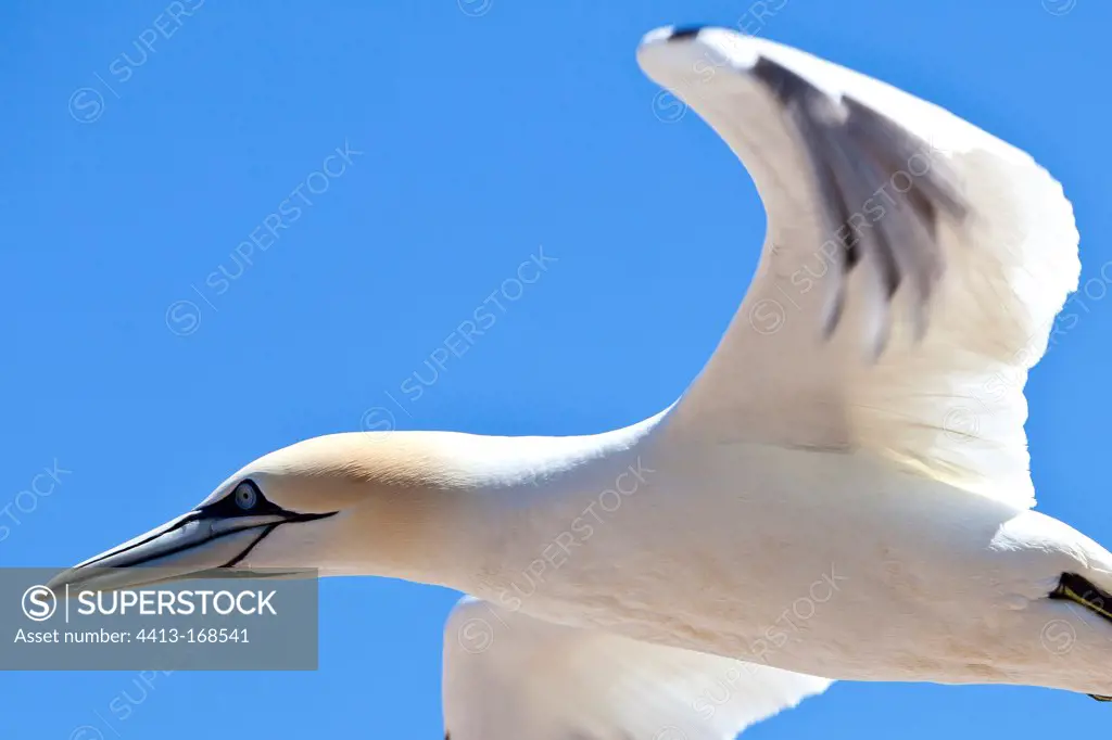 Gannet in flight over the colony Bonaventure island Quebec