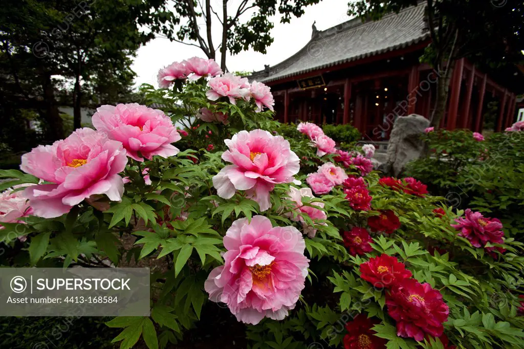 Tree peony in full bloom in a Chinese garden