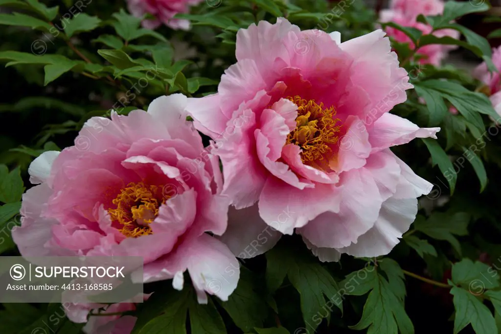 Flowers of Tree peony in a Chinese garden