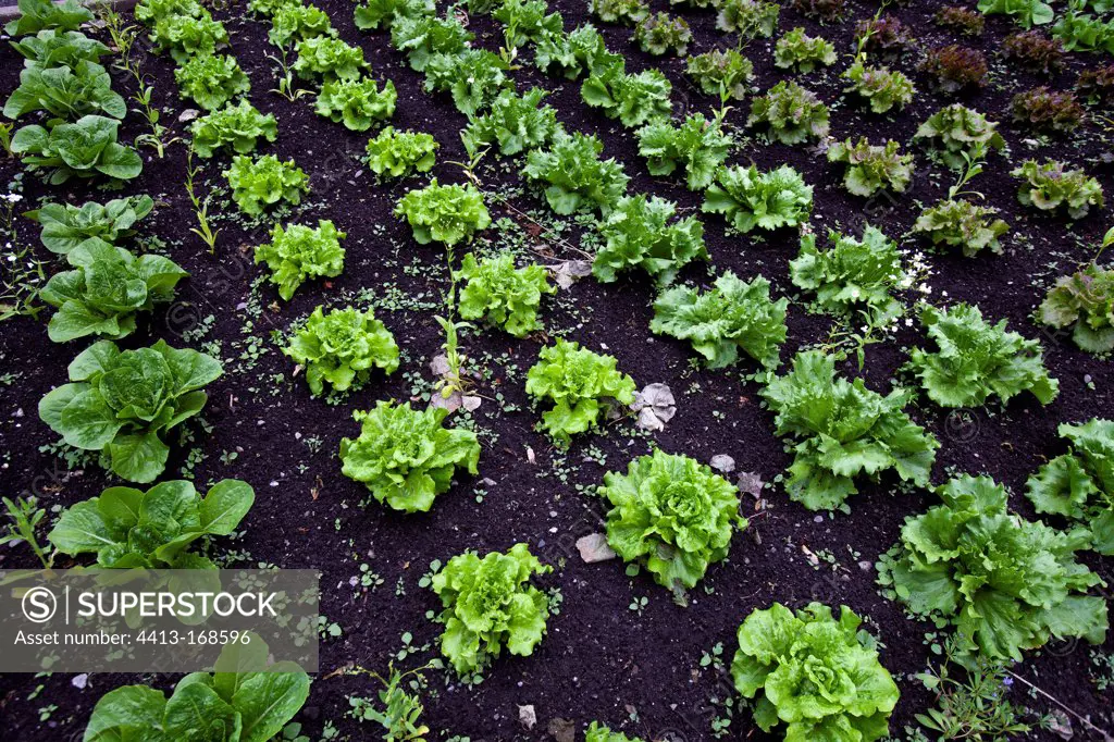 Various salads plantation Montreal Quebec Canada