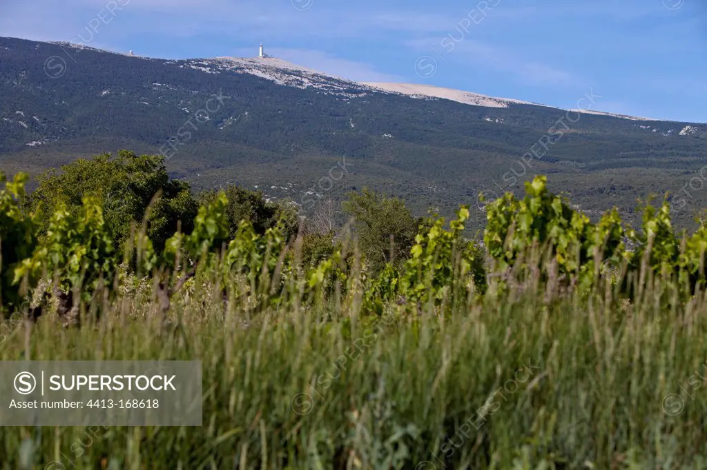 Mont Ventoux was seen Bedouin in Provence France