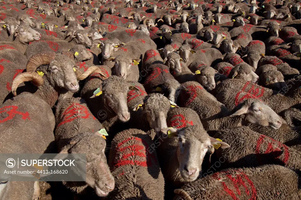 Sheep 'Merinos d'Arles' by dipsProvence France