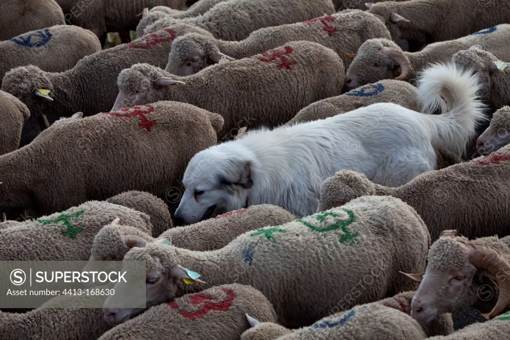 Patou and Sheep 'Merinos d'Arles' transhumance in France