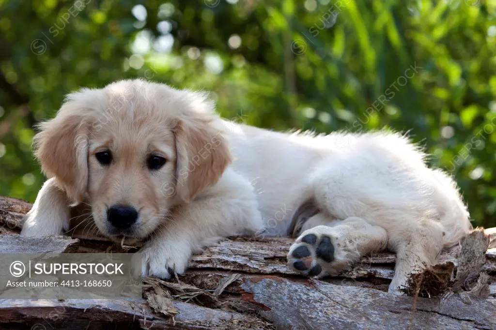 Young Golden Retriever lying on wood France
