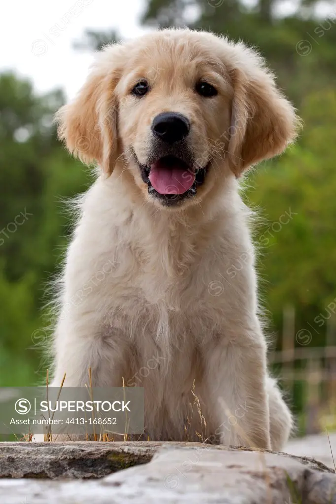 Young Golden Retriever sitting on wall France