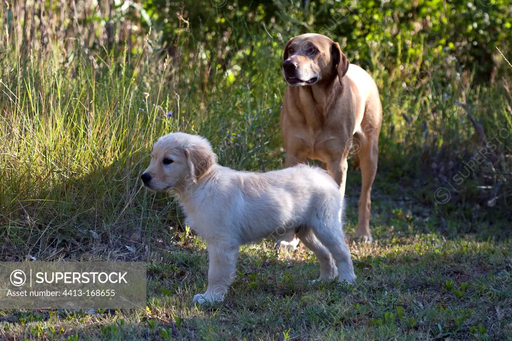 Young Golden Retriever and yellow Dog in the grass France