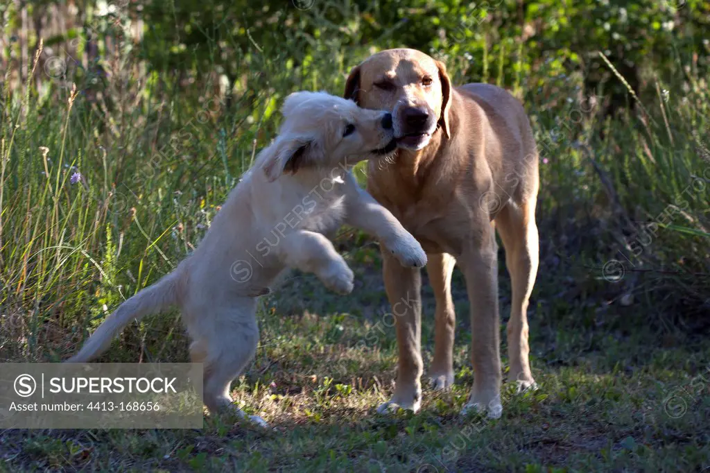 Young Golden Retriever and yellow Dog playing in the grass