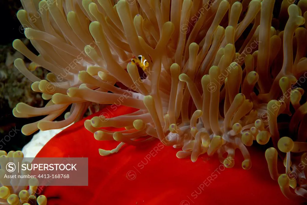 Twoband anemonefish and Magnificient Sea Anemone