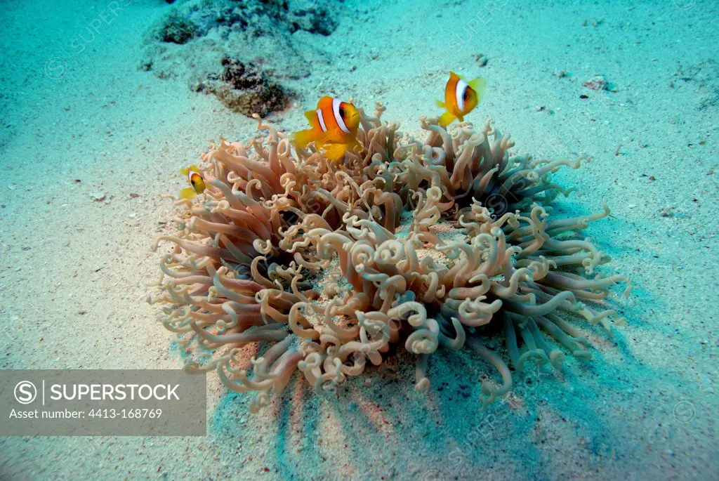 Twoband anemonefishes and Magnificient Sea Anemone