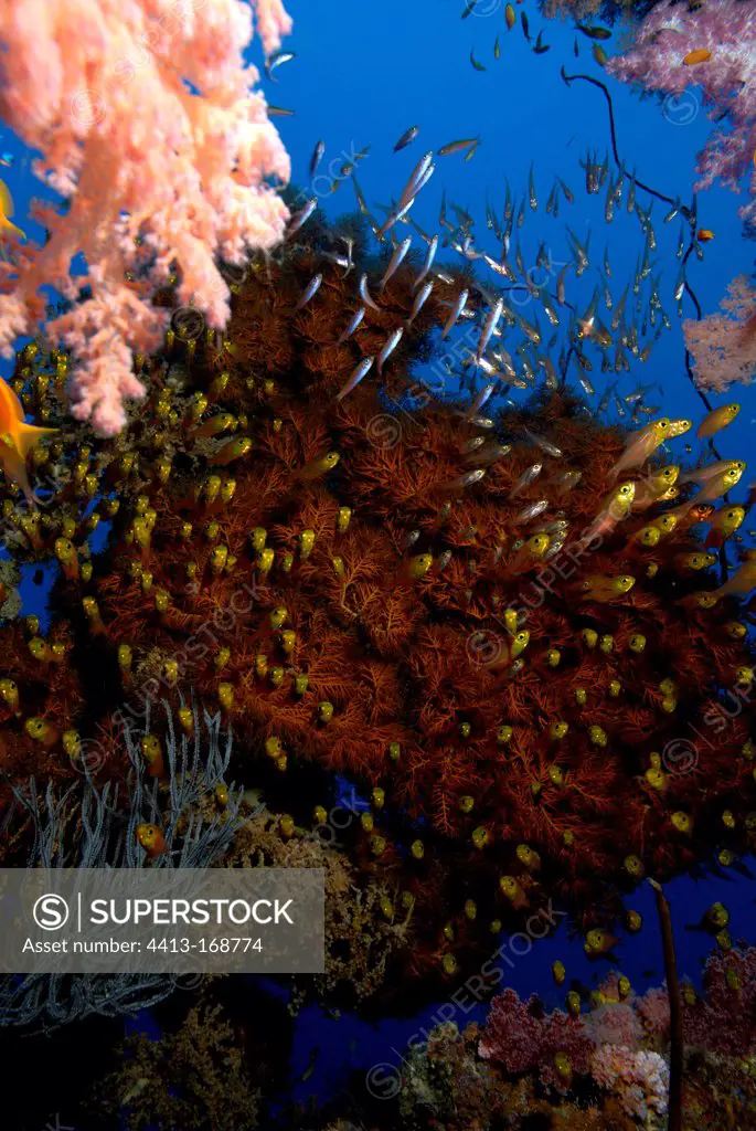 Pigmy sweepers and Black Coral in the Red Sea Sudan
