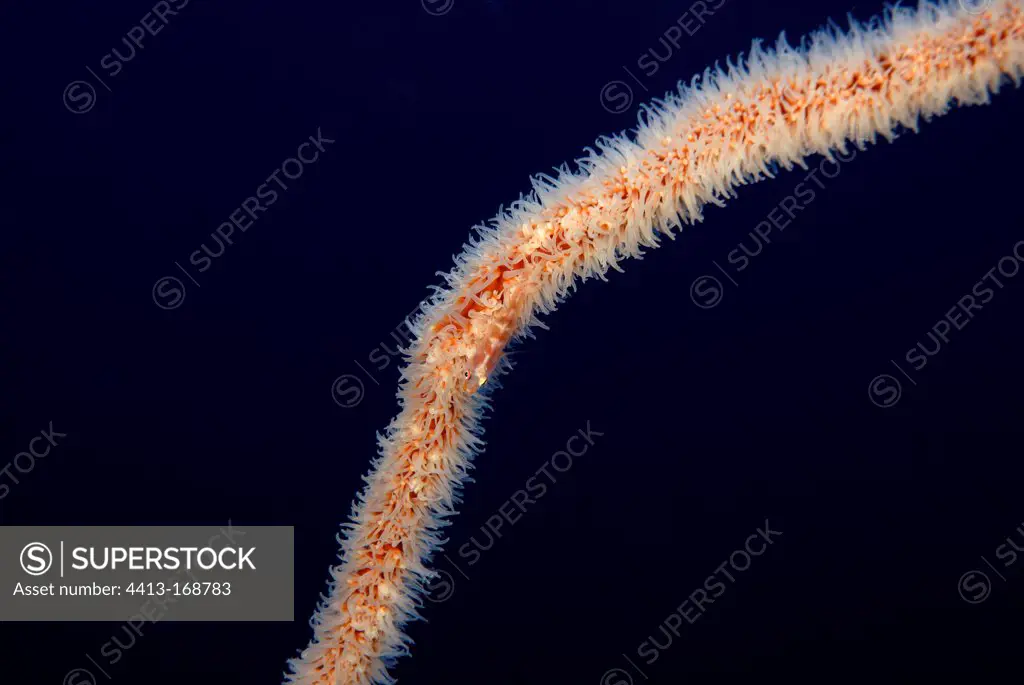 Whip coral gobie on Wire coral in the Red Sea Sudan