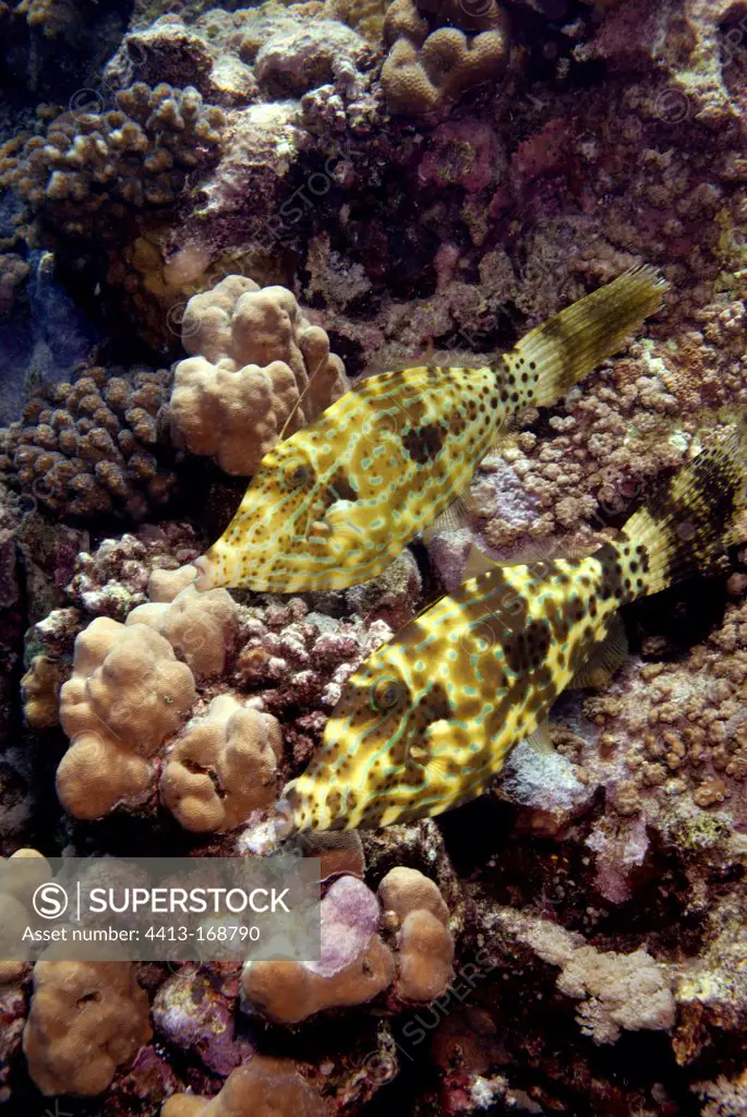 Couple of Scrawled filefishes in the Red Sea