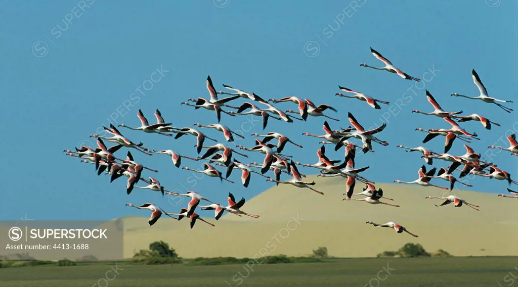 Greater Flamingos flying Lagoon of Naïla Morocco