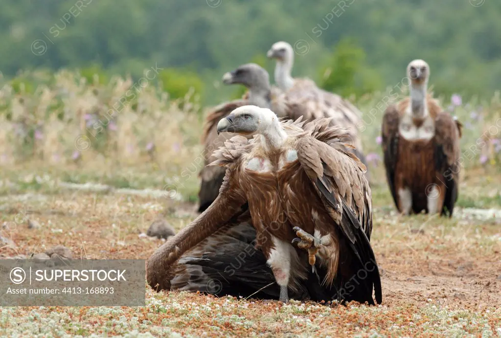 Griffon vulture in posture of intimidation spring Bulgaria