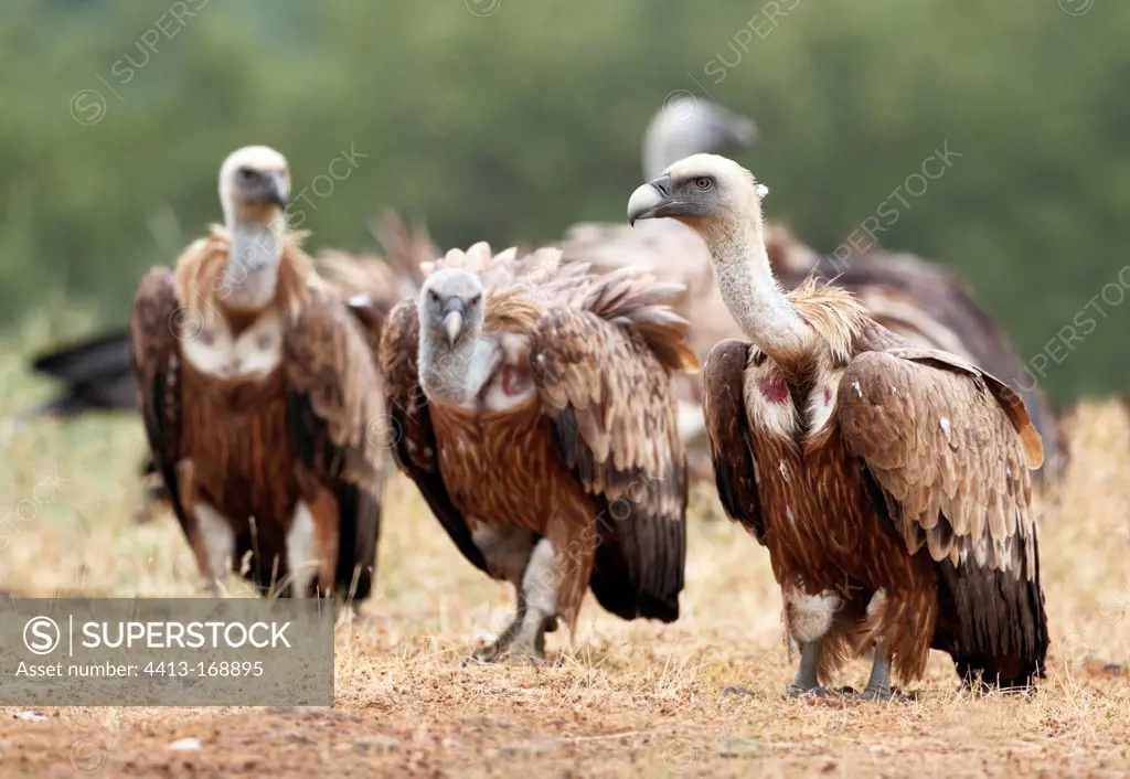 Flock of Griffon vultures standing on the ground Bulgaria