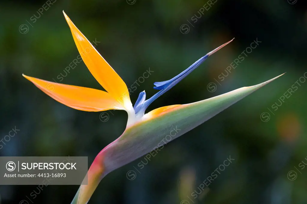 Bird of Paradise's inflorescence Costa Rica