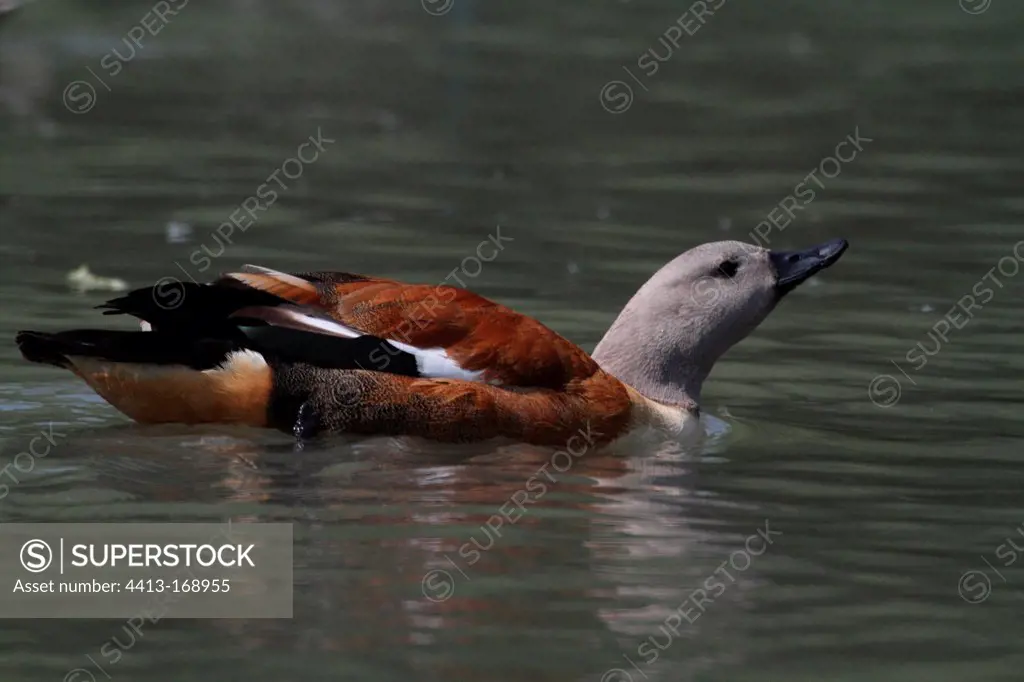 South african Shelduck swimming on a pond in England