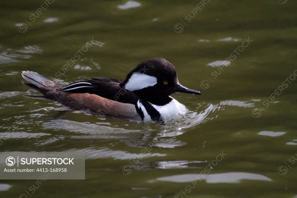 Hooded Merganser swimming on a pond in England