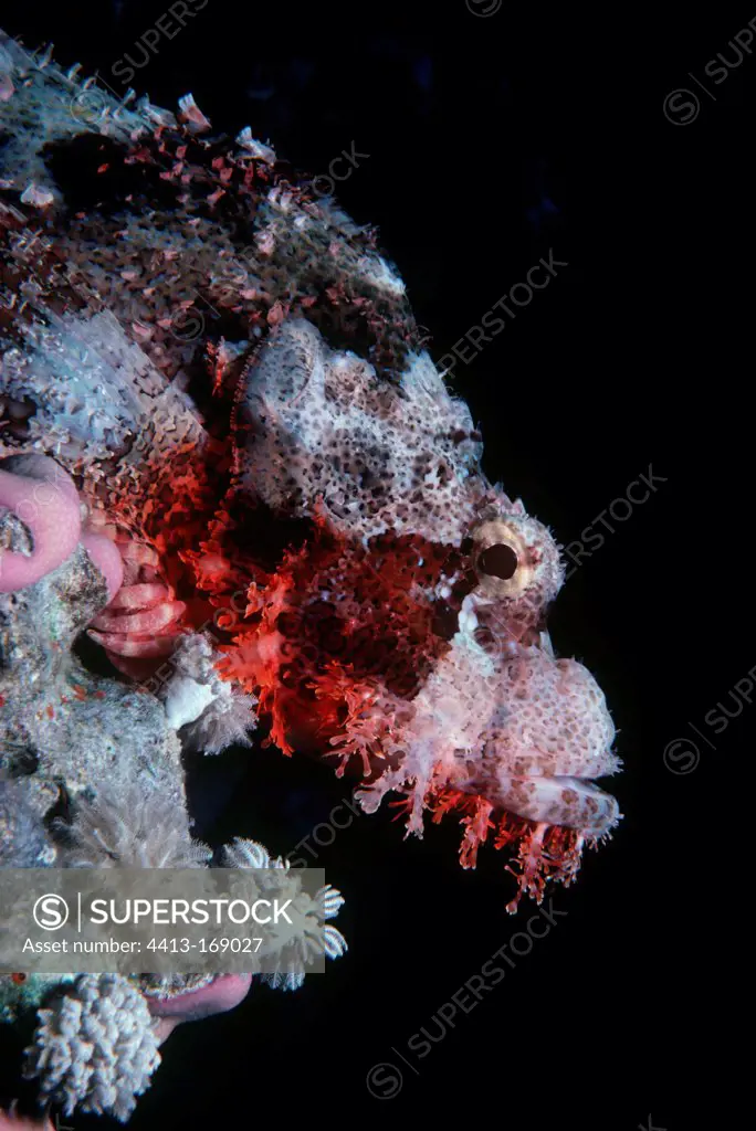 Camouflaged Tassled Scorpionfish on coral reef Egypt