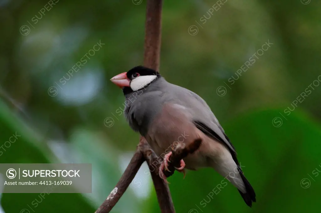 Java sparrow on a branch