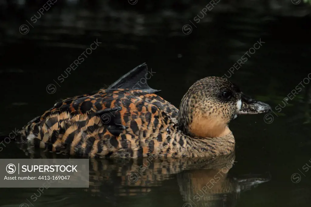 White backed Duck swimming on a pond