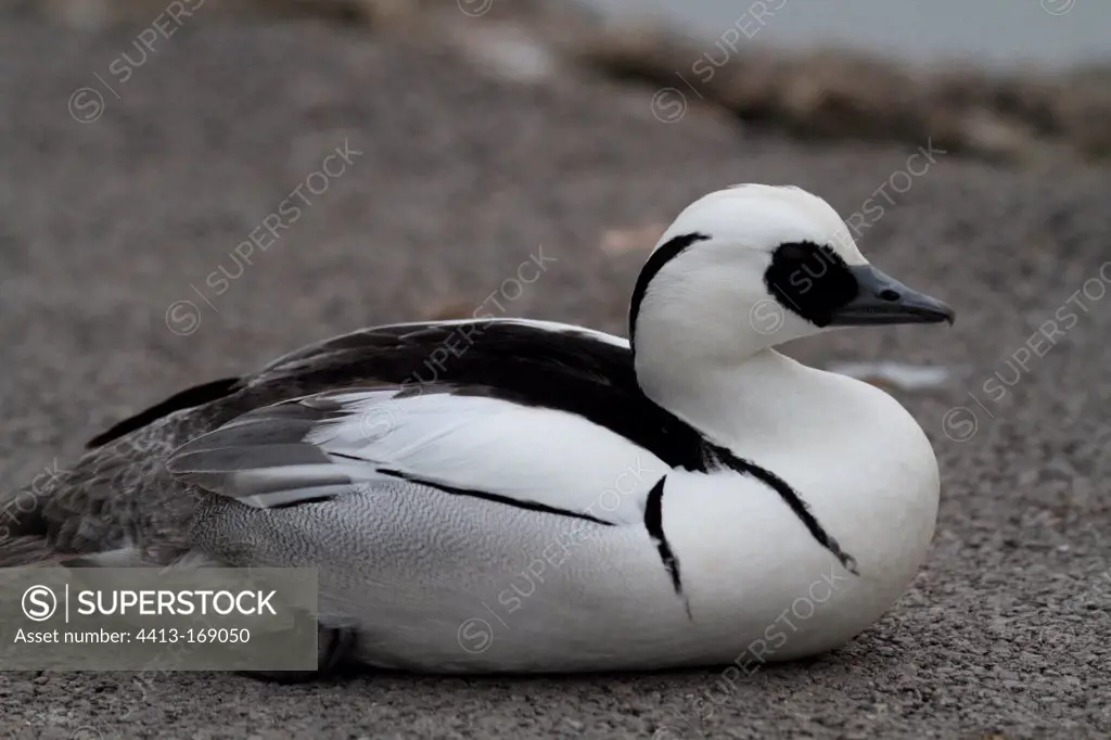 Smew male lying on the ground