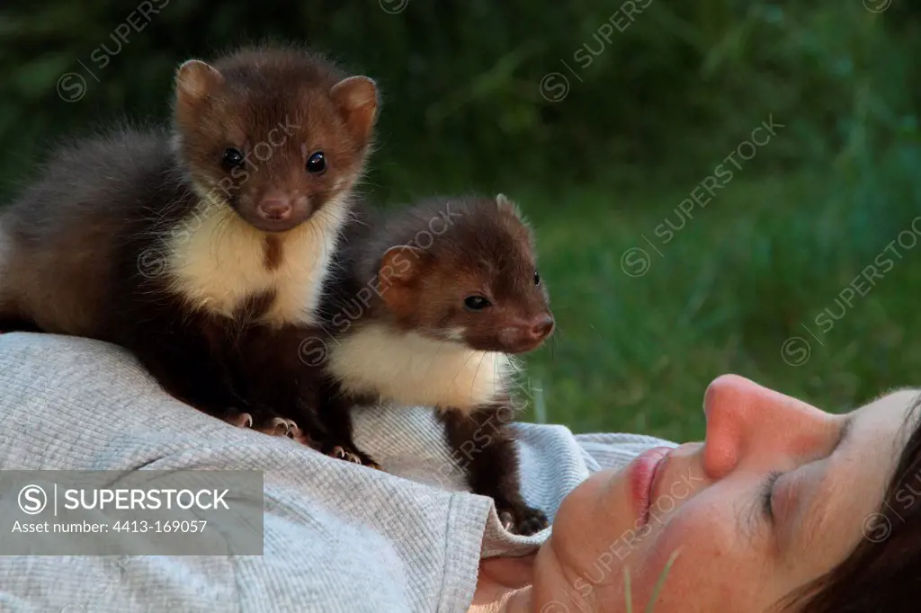 Young beech Martens on their adoption mother France