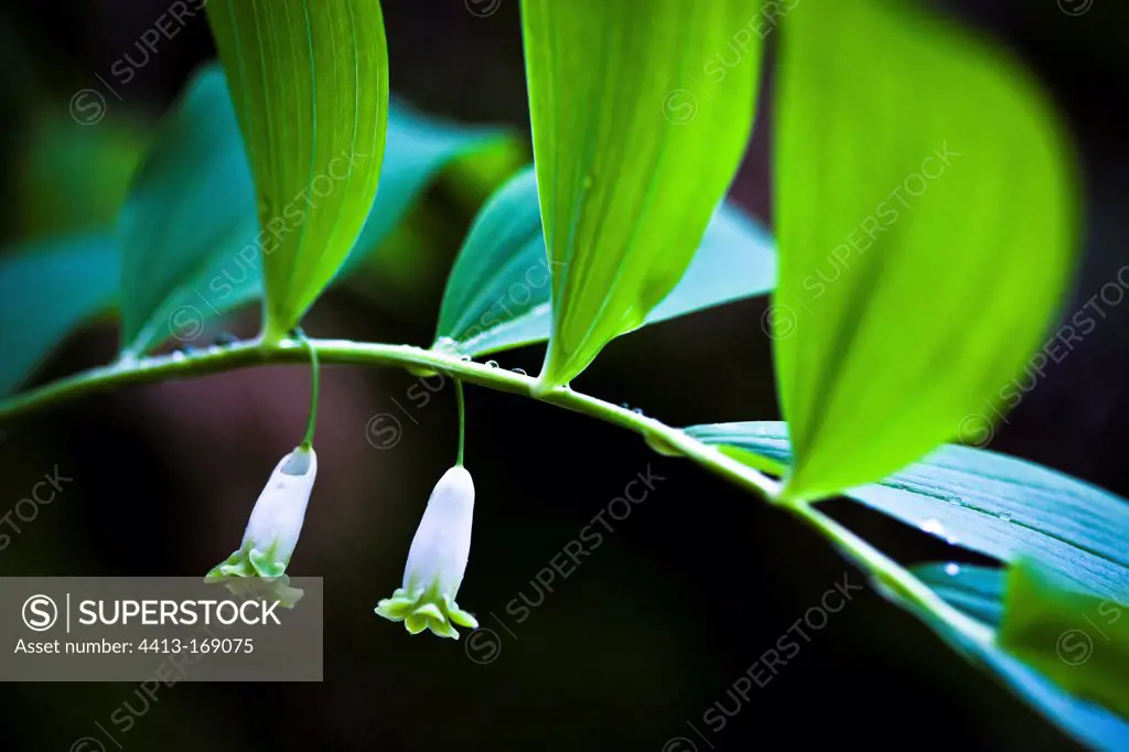 Flowers of Fragrant Solomon's Seal in the Vaucluse France