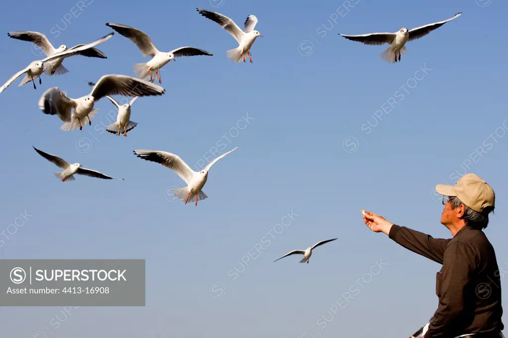 Man nourishing of the black-headed gulls Tokyo Japan