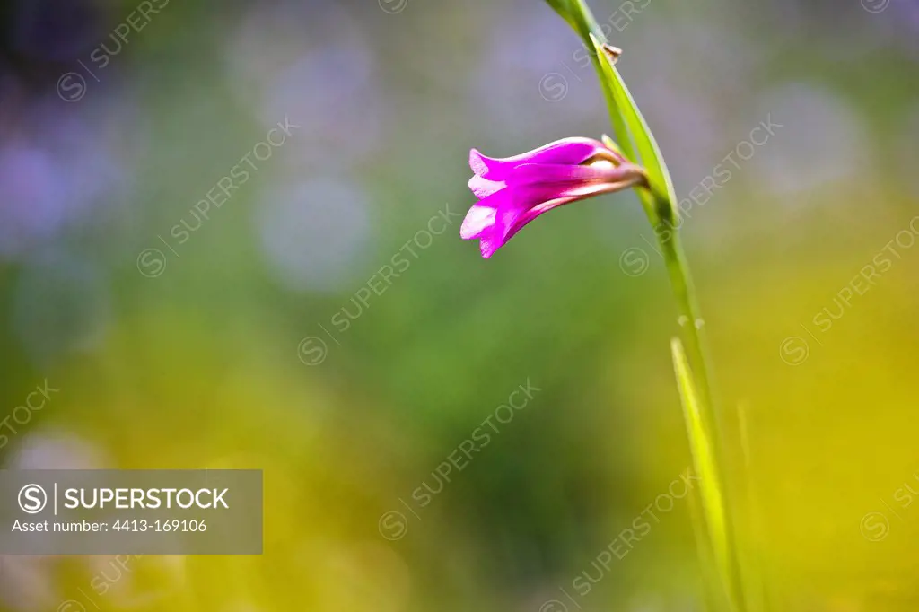 Flower of Italian Gladiolus in the Luberon Vaucluse France