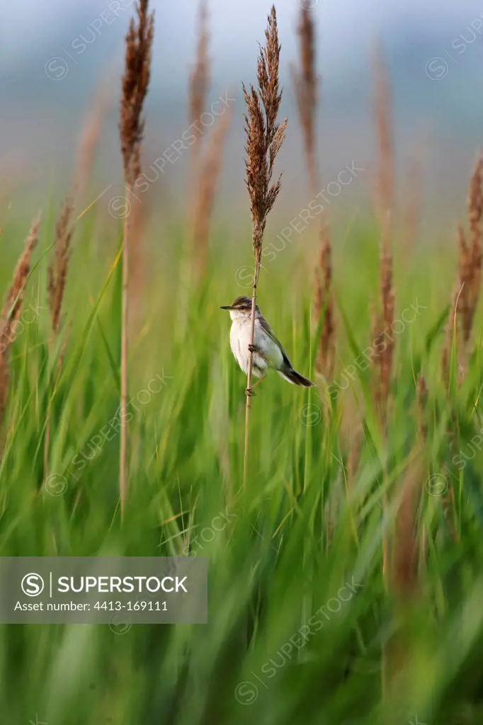 Paddyfield warbler perched on a reed at spring Bulgaria