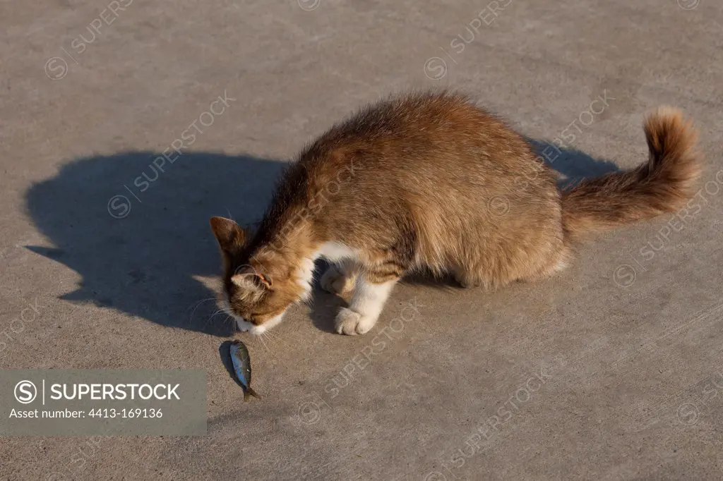 Cat sniffing a Sardine on the ground Istanbul Turkey