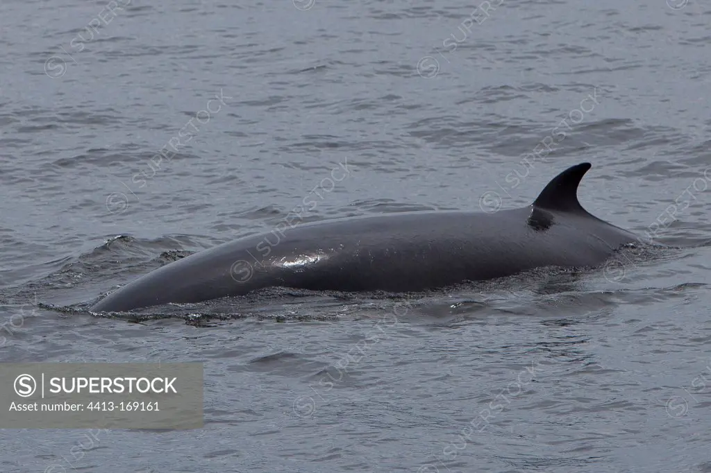 Minke whales swimming on the surface St. Lawrence River Quebec