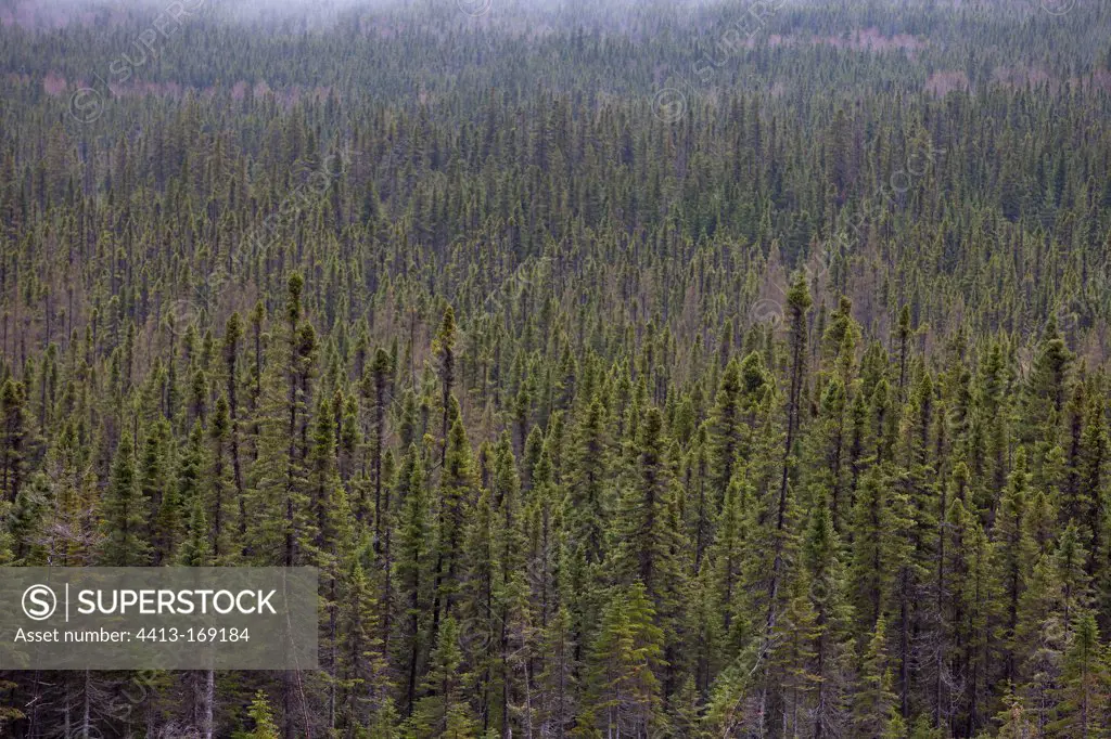 Boreal Forest NP Gaspe Peninsula Quebec Canada