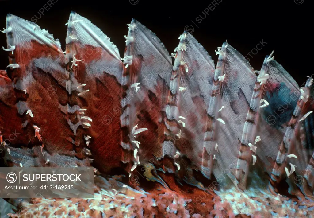 Dorsal spines of Tassled Scorpionfish Red Sea Egypt