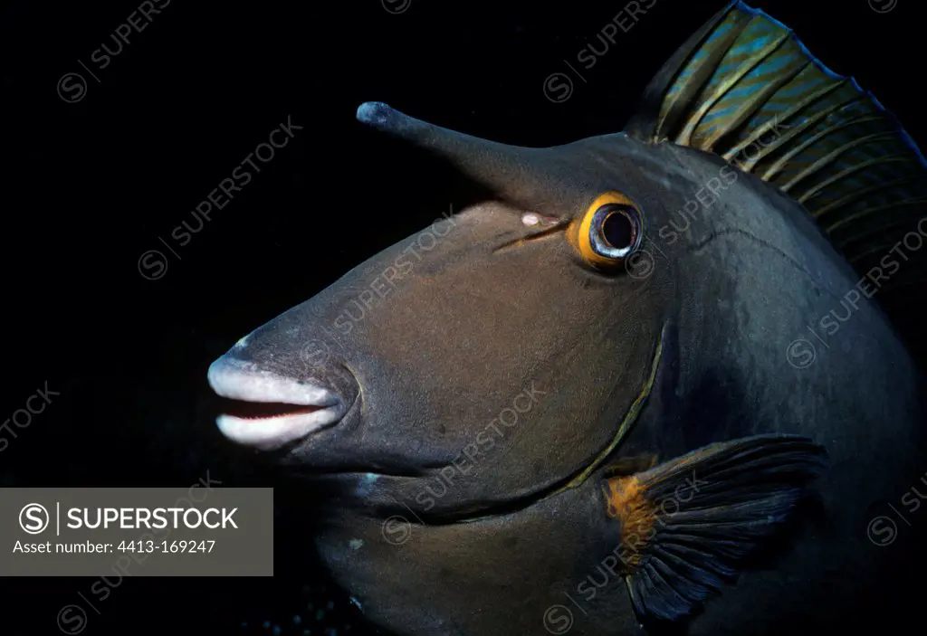 Face of a Bluespine Unicornfish Red Sea Egypt