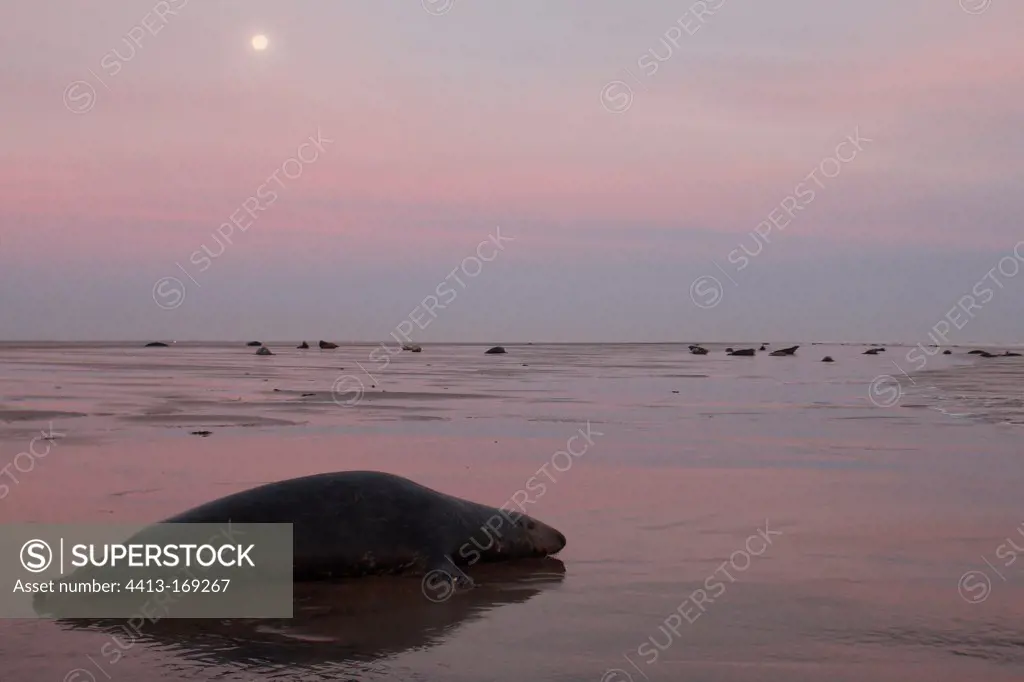 Grey seal laying on the strand at sunrise Lincolnshire UK