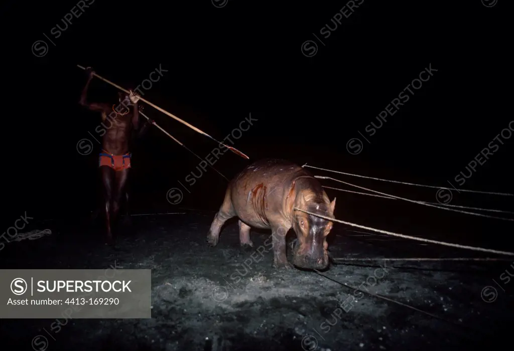 El Molo Warriors stabbing a hippopotamus during a hunt