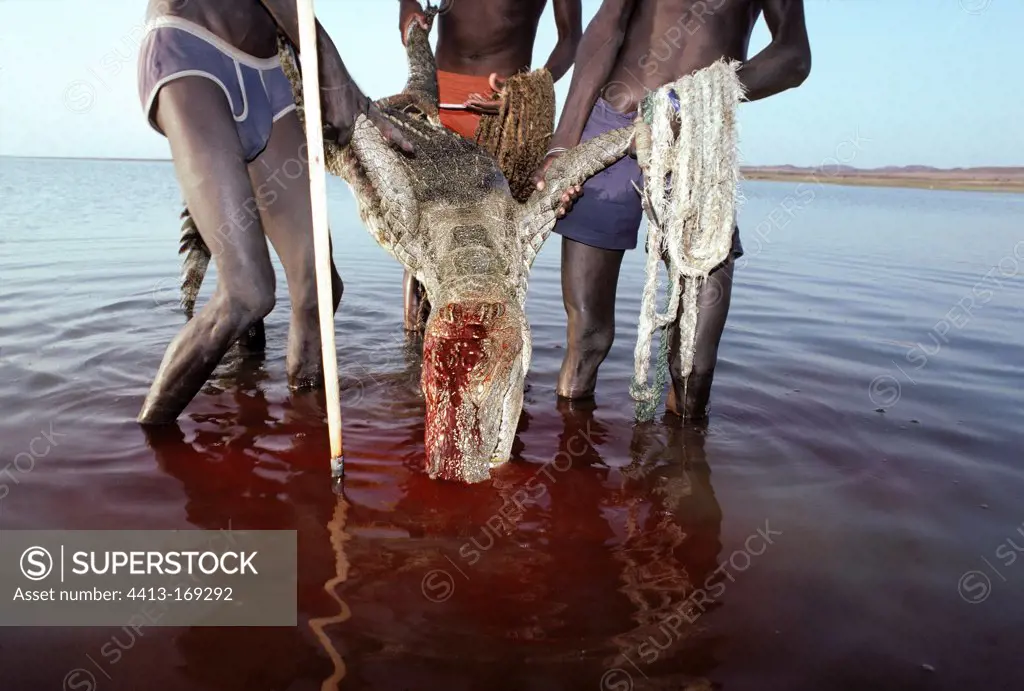 El Molo Warriors pulling a dead nile crocodile Lake Turkana