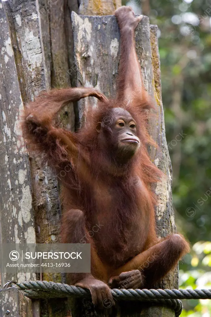 Young Orang-utang Sepilok Sabah Malaysia